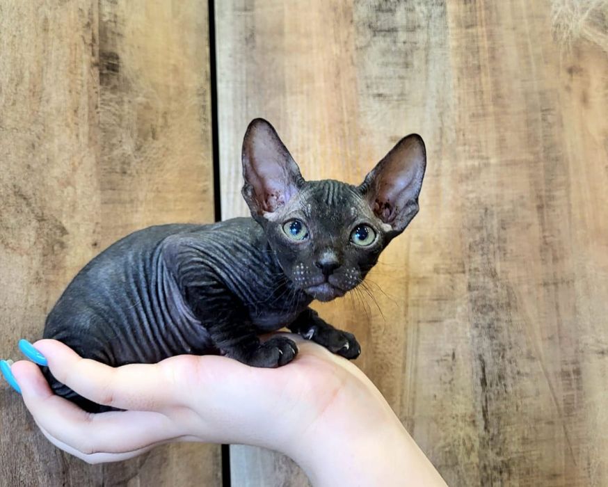 Котятки Донские Сфинксы.