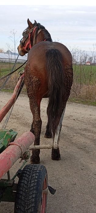 De vânzare cal castrat