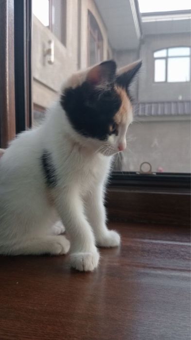 Aqlli va o‘ynoqi mushuk