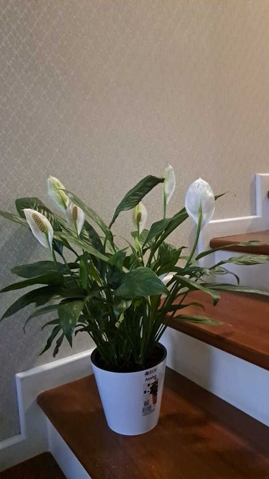 Спатифилиум женская счастья