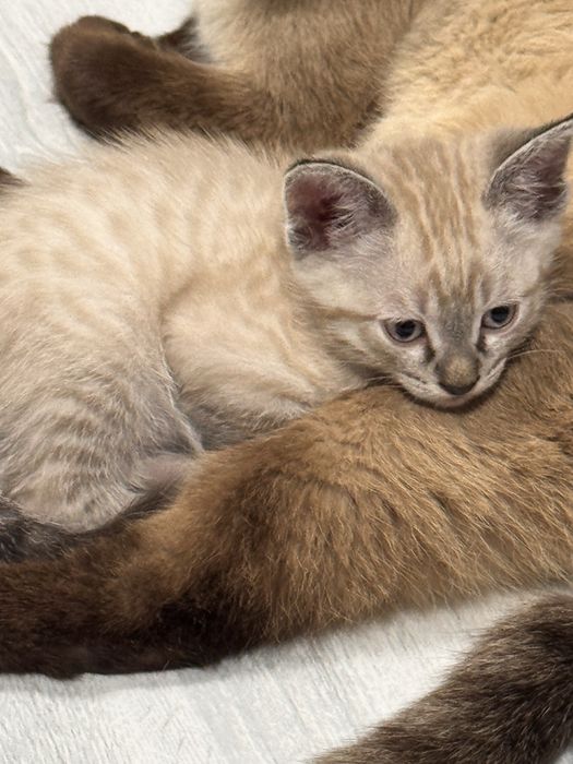 Ищем хозяина для котенка