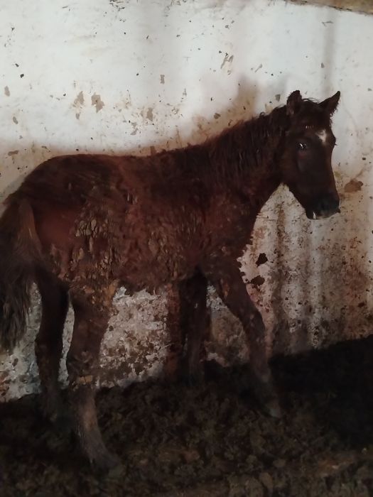 Продам лошадь тай