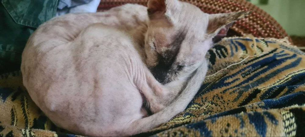 Сфинкс кошка продается в добрые руки, срочно,торг уместен