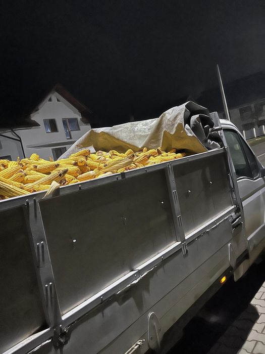 Porumb stiulet sau boabe transport inclus