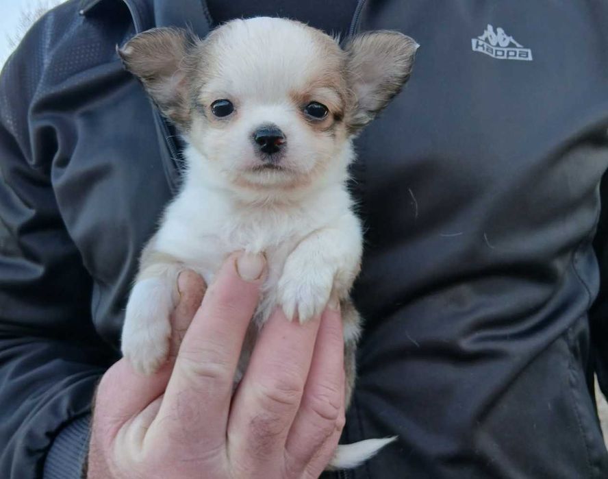 Чихуахуа кученца мъжки и женски