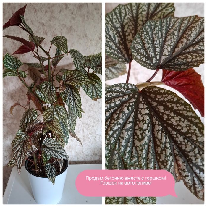 Продам! Домашние цветы! Бегония!