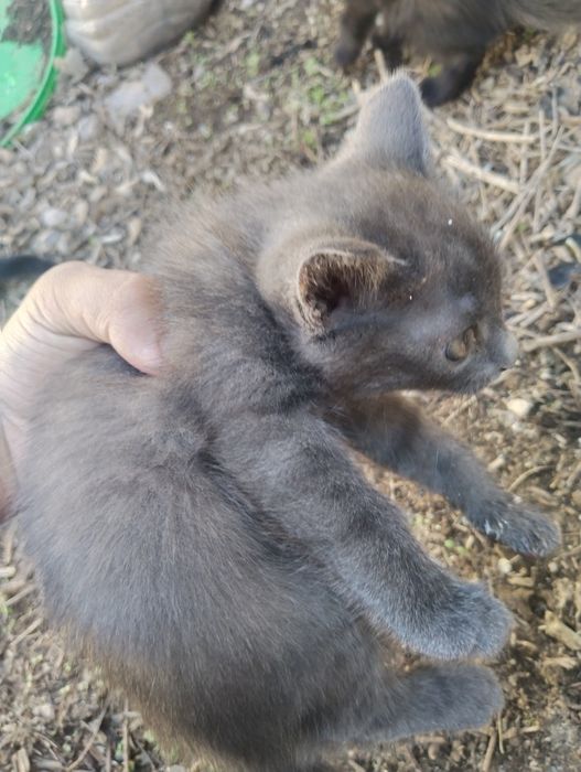 Катёнки даром девочки