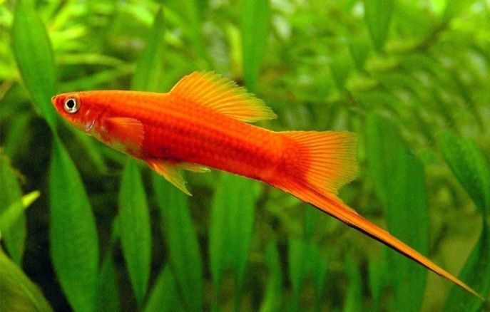 4 меченосца 2самки+2самца