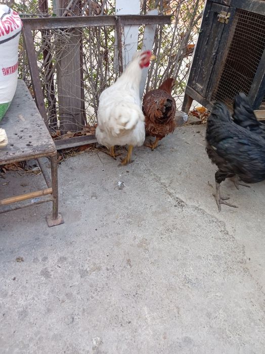 Tovuq. Horozlar sotiladi