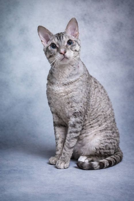 Кошки породы уральский рекс в добрые руки