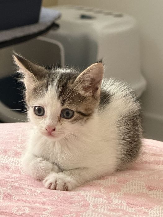 Малыш-котенок Том ищет семью!