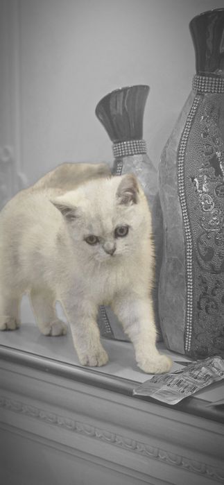 Британская  шиншила  малчик