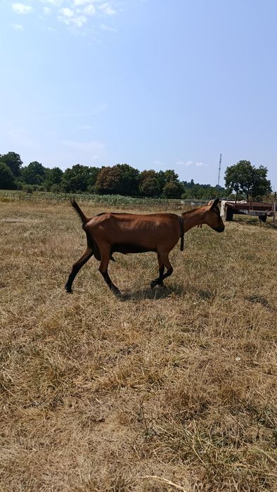 Vamd doua capre alpine franceze originale