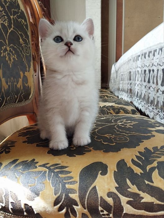 Tozza nasillik mushuklar