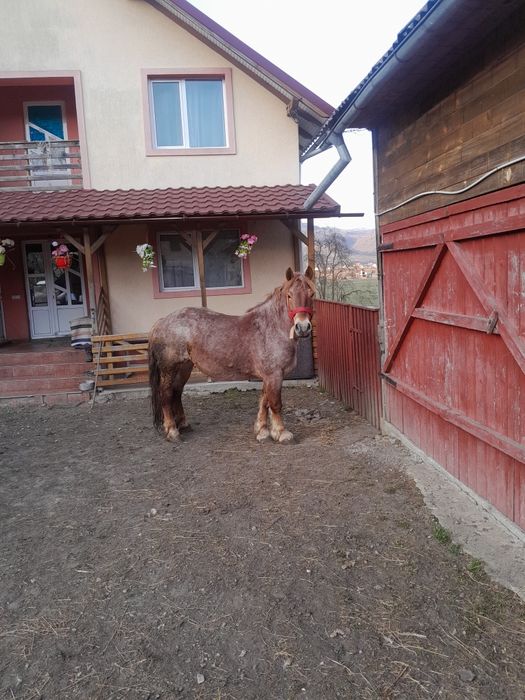 Iapa de vanzare tanara