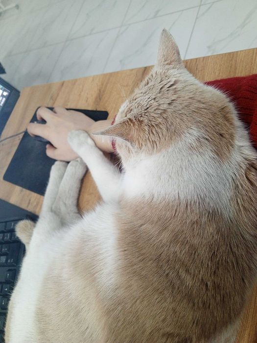 Mehribon Mushuk tekinga  Добрый кот бесплатно