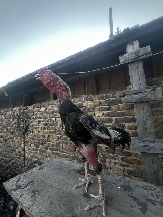 Продам петуха дакан
