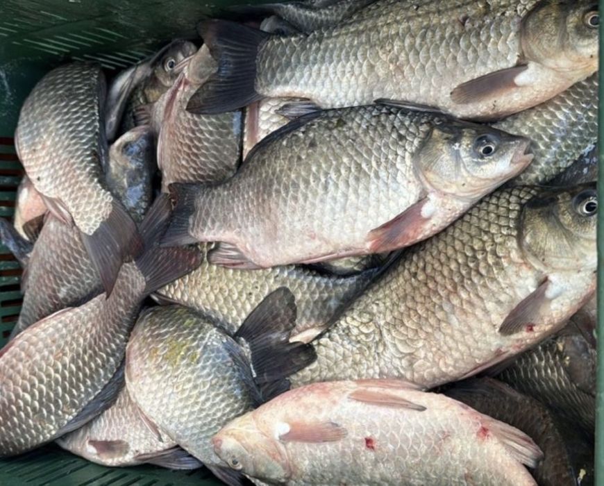 Caras pentru pescuit