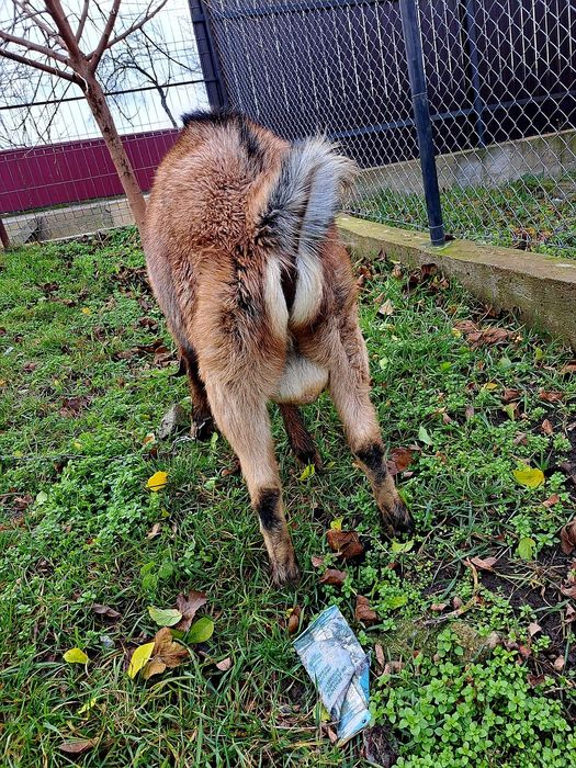 Vand tap anglonubian