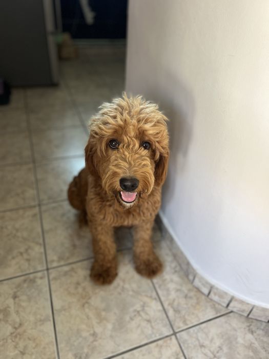 Goldendoodle F1B – pui disponibil pentru rezervare