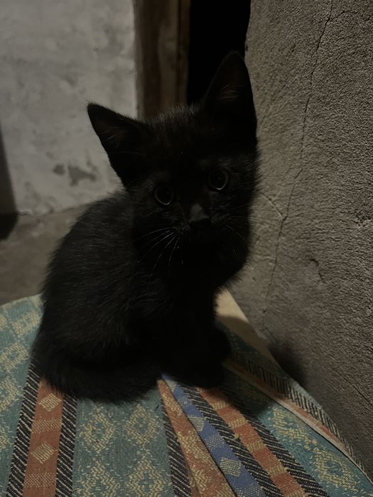 отдам котёнка, мальчик ему 1 месяц