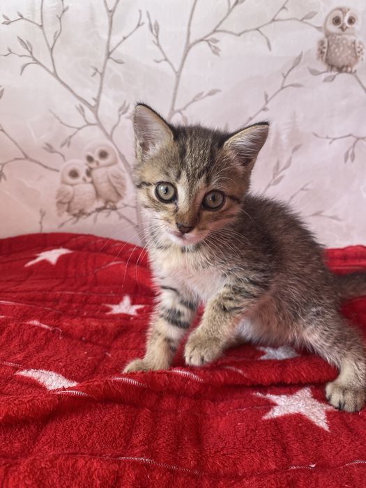 Котенок ищет добрые руки
