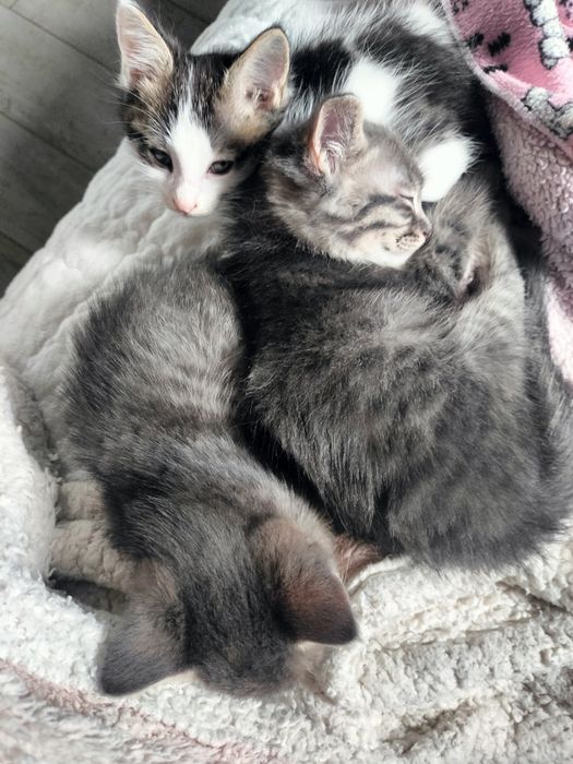 Отдам милых котят