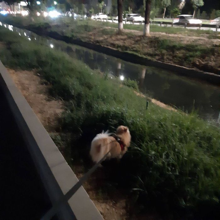 Передержка собак. Облегчим Ваш отпуск.