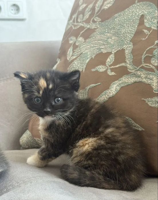 Девочки цена 20-15 тыс к лотку приучены