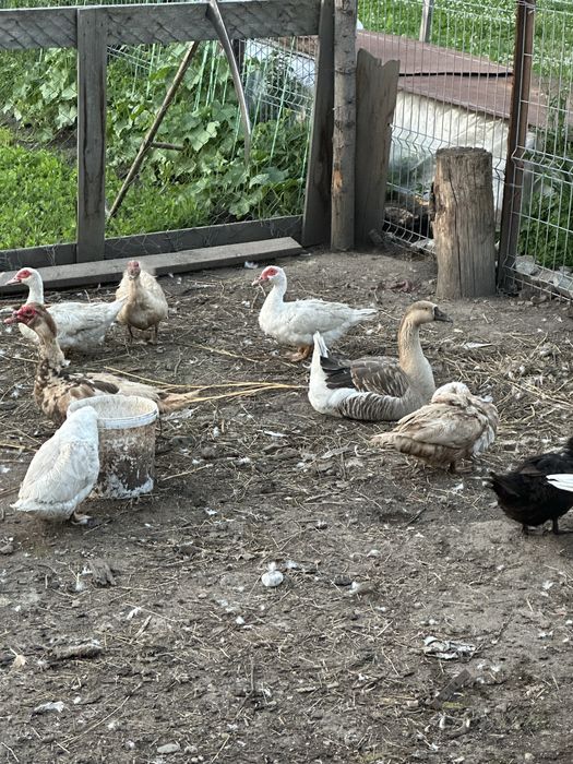 Rate de vanzare mite si galagioase