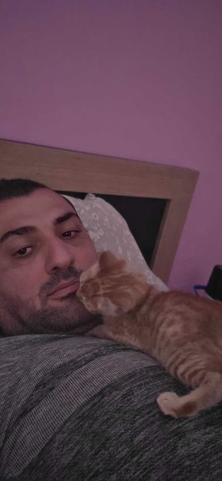 Търся семейства за три котета