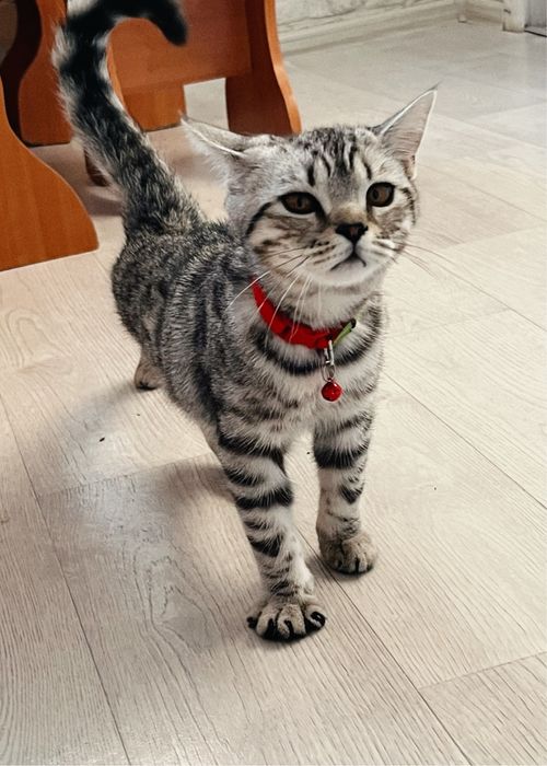 британский кот на вязку