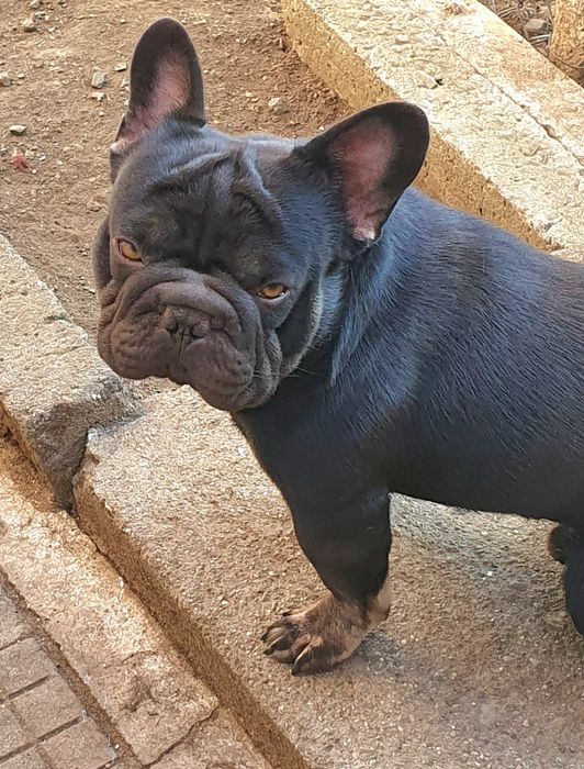 Френски булдог (Big rope) Fluffy carrier