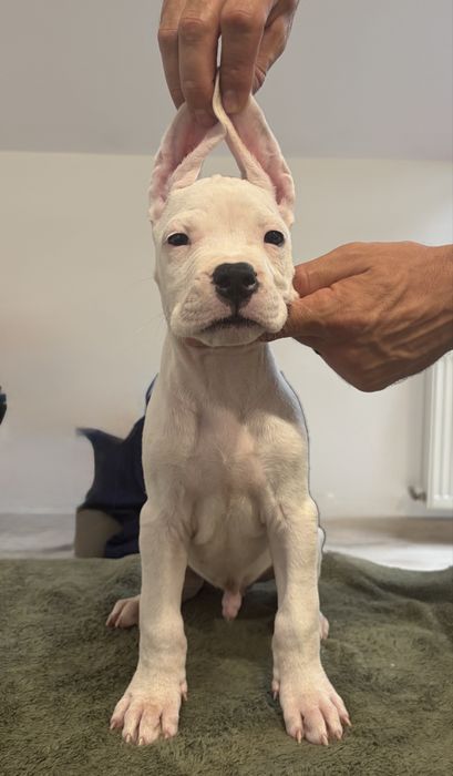 Dogo Argentino/Dog Argentinian