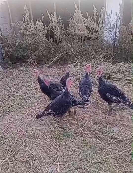 Индюки бронза 708
