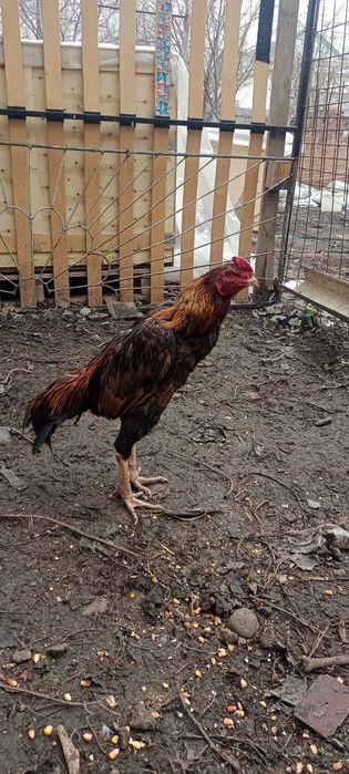 Продам Дакан июль