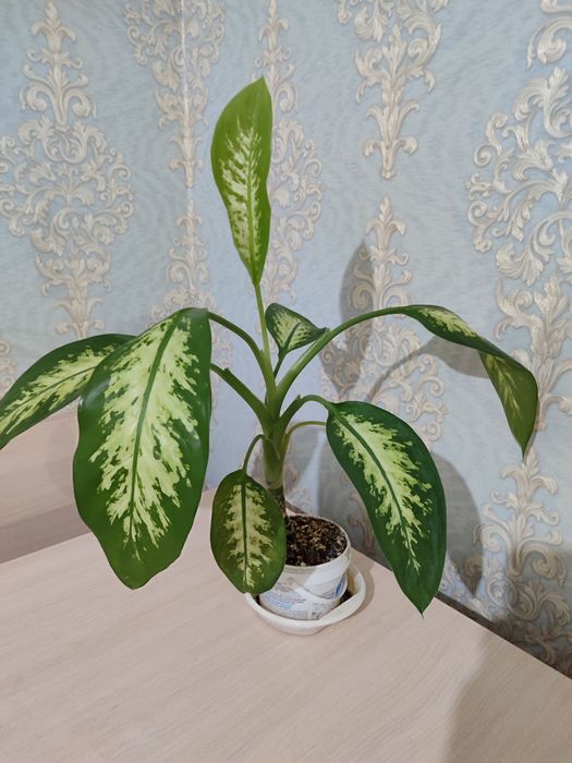 Диффенбахия продам