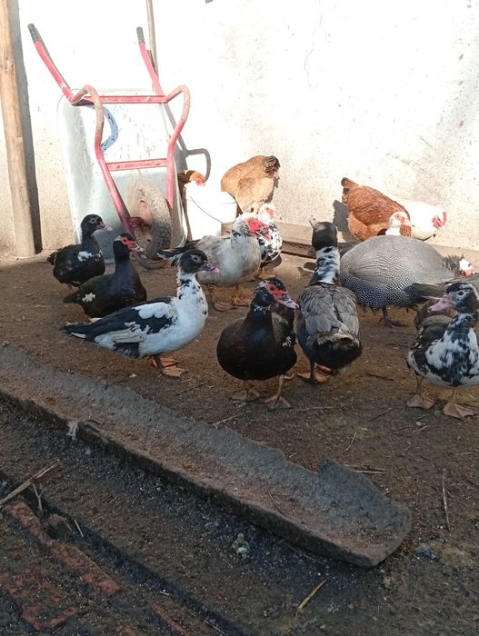 De vânzare rațe mute