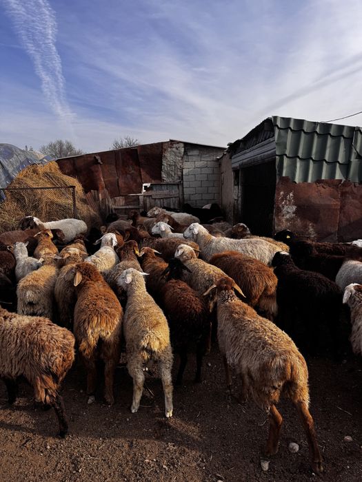 Продам баран на резку