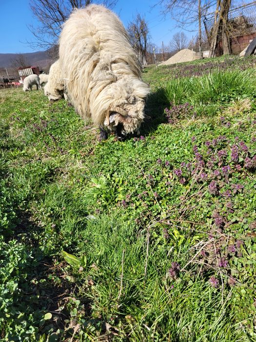 Van mioara cu mieluta