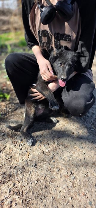 Щенки в поиске дома