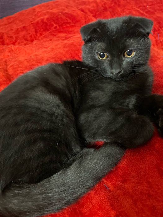 Scottish fold mushuk sotiladi
