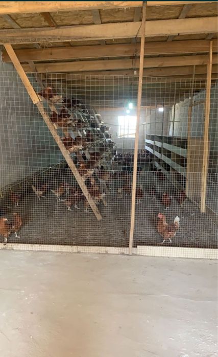 Продается дом-ферма-склад