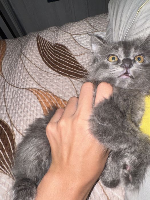 кошка британская