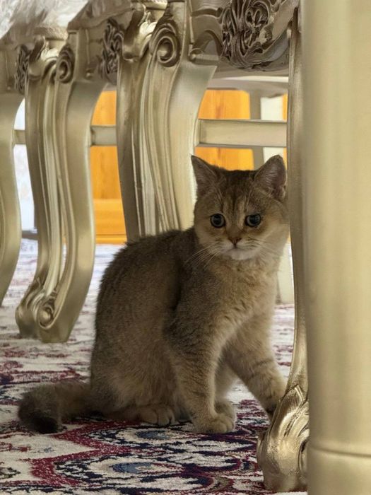 Britanski skotish fold ( strayd) shinshila