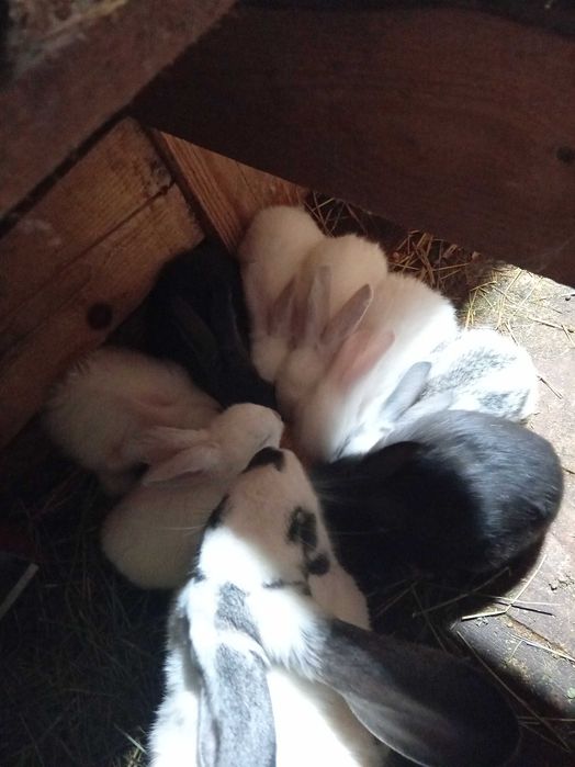 Vând iepurași metis în vârstă de 8-9 săptămâni