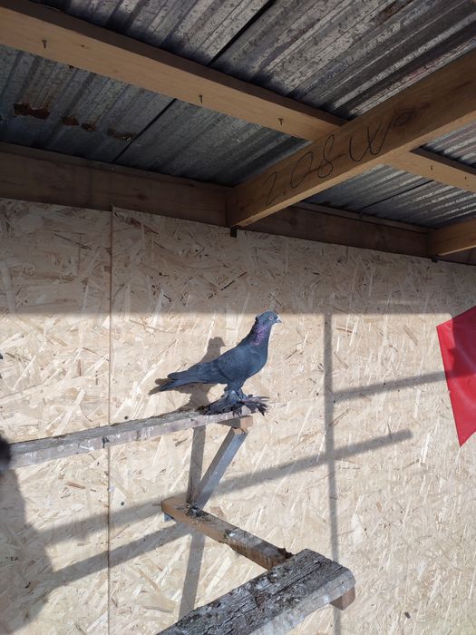 Самец жук чубатый прошлогодний