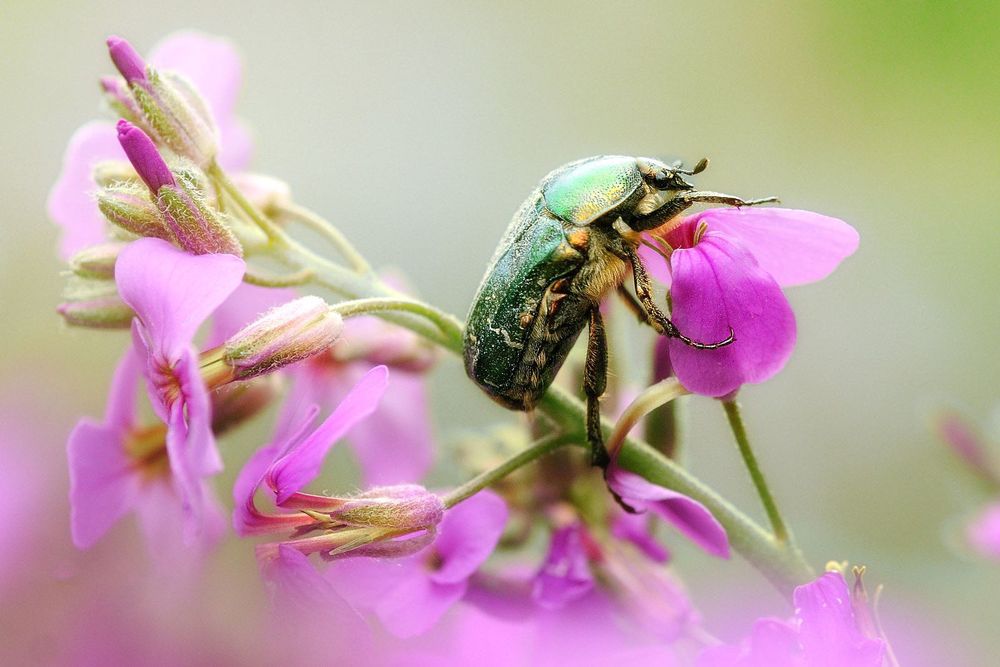 AF Tokina 100mm f/2.8D Macro обектив Никон