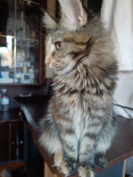 Кошечка Мейн Кун классика