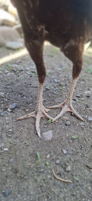 Шамо микс 6 ай адемы кораз